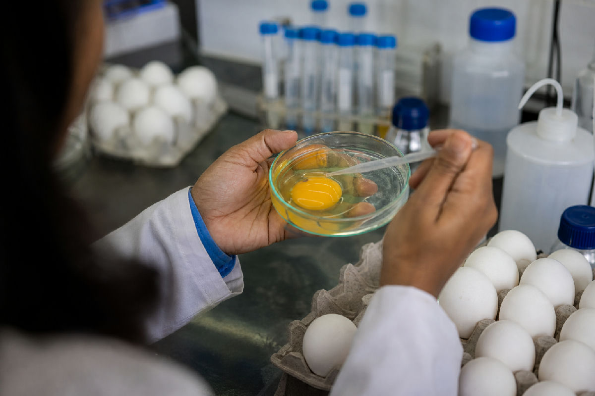 Mid day meal protein deficiency debate: what does nutrition science say about eggs? — editorial illustration for Eggs removed from mid day meal India: nutrition, politics and what parents need to know