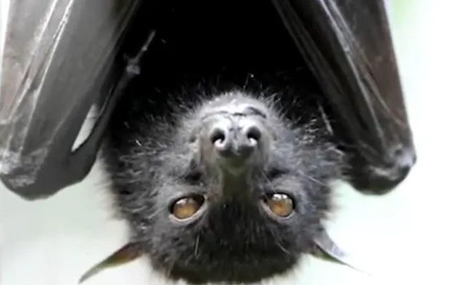 Nipah virus case confirmed in Kerala, India